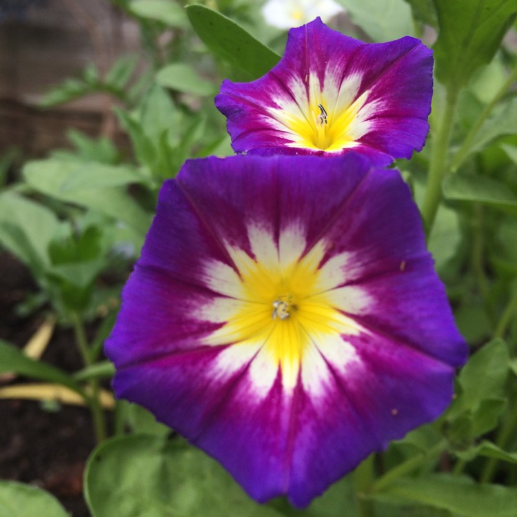 Convolvulus Tricolor 'Blue Ensign', Dwarf Morning Glory 'Blue Ensign ...