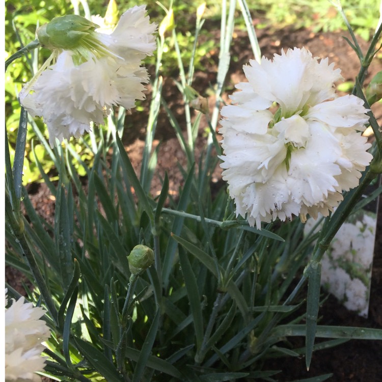 Plant image Dianthus 'Memories'