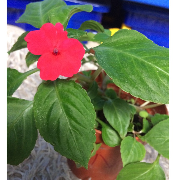 Plant image Impatiens walleriana