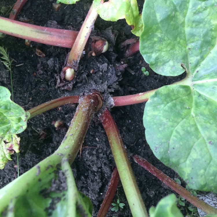 plant image 724777