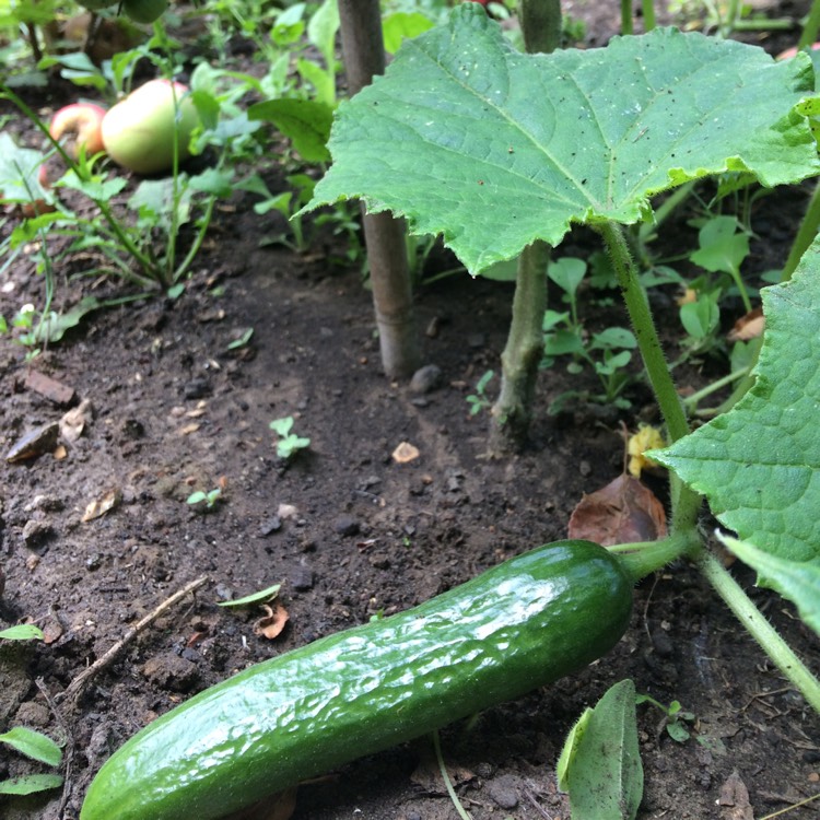 plant image 789174