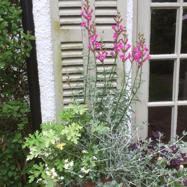 Richard's garden