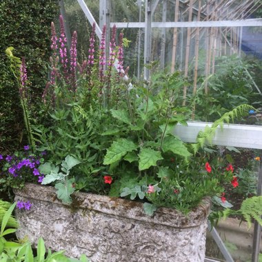 Richard's garden