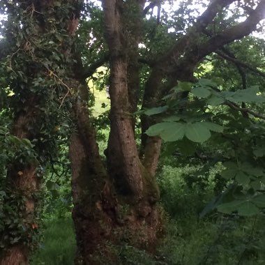 Richard's garden