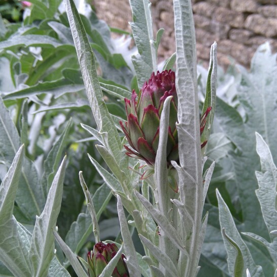 plant image 115167