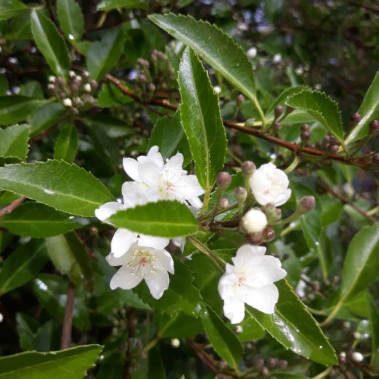 Plant image Hoheria Sexstylosa