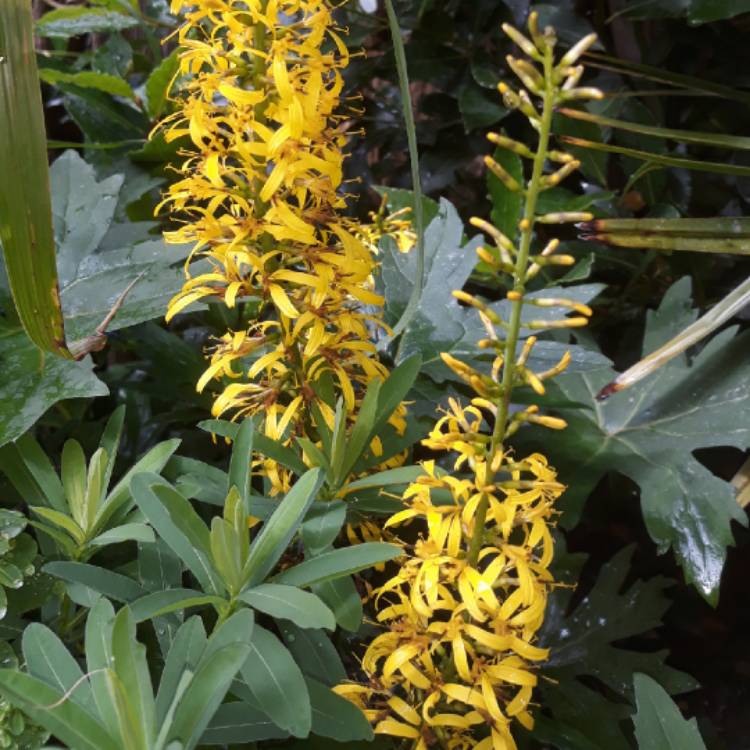 plant image 1343563