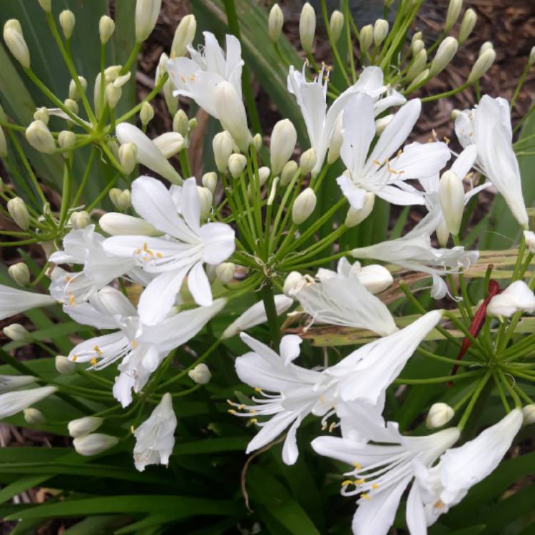 Plant image Agapanthus africanus 'Albus'