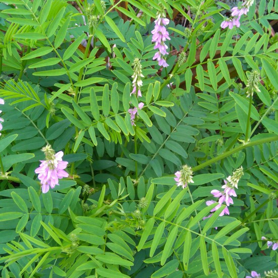 Plant image Galega x hartlandii 'Candida'