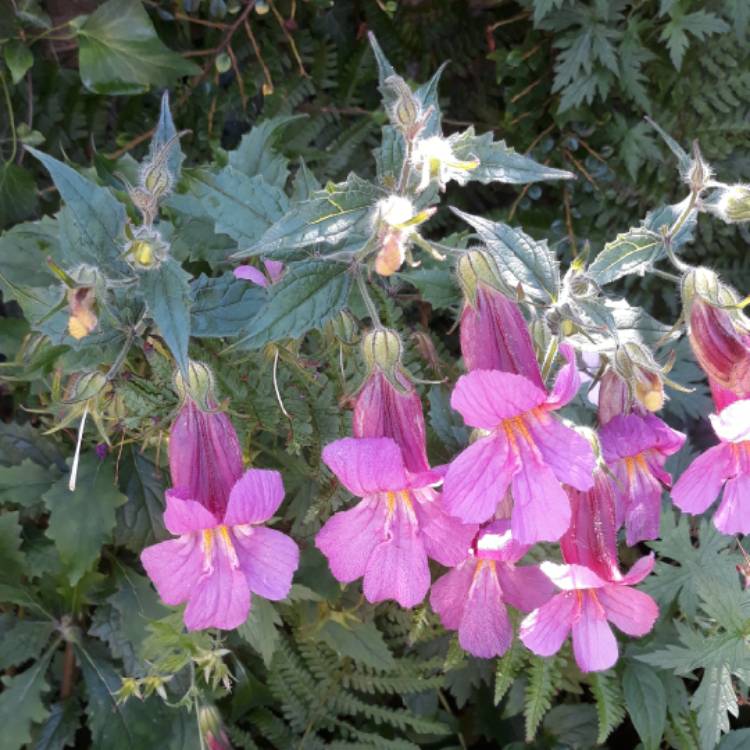 Plant image Rehmannia elata