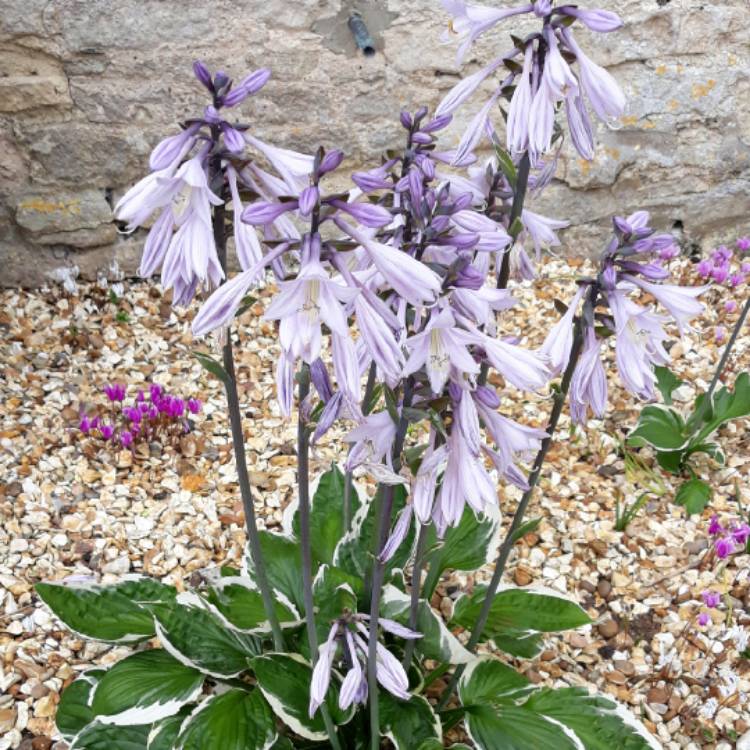 Plant image Hosta 'Patriot'