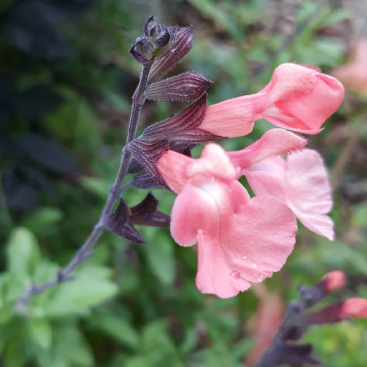 Plant image Salvia 'Peach Parfait'