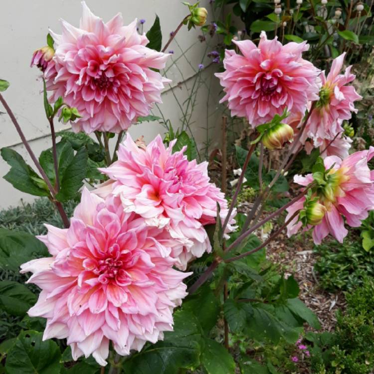 plant image 1370758