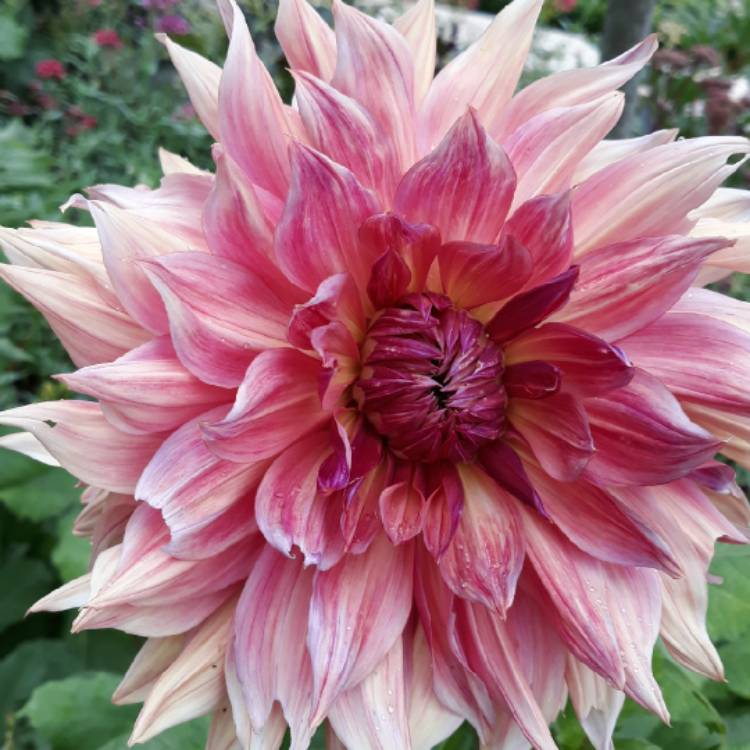 plant image 1370860