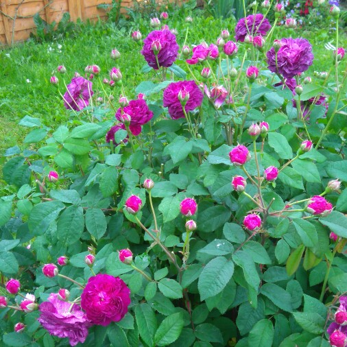 plant image 145644