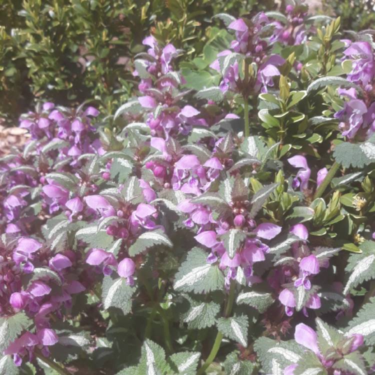 Plant image Lamium maculatum 'Chequers'