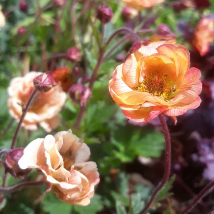Plant image Geum 'Mai Tai'