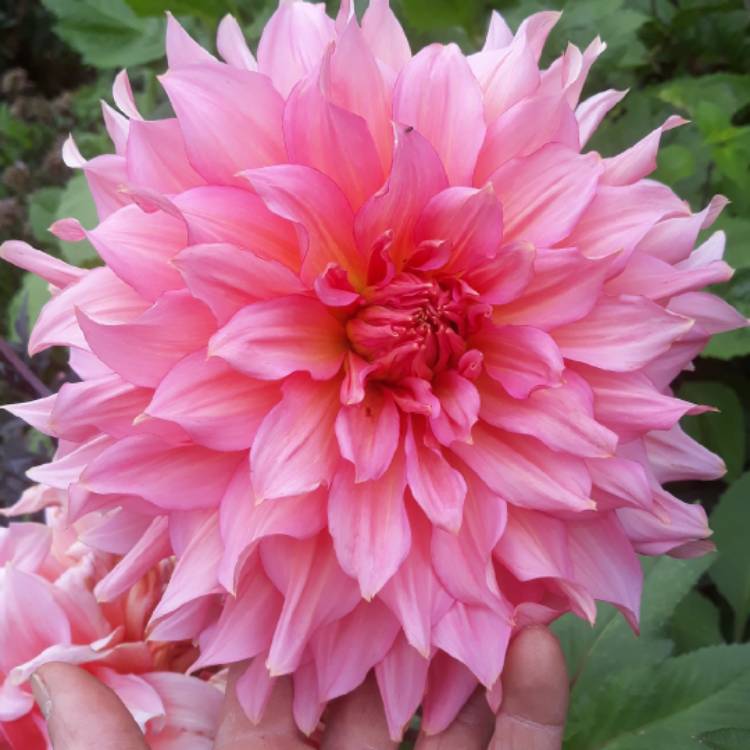 plant image 1526951