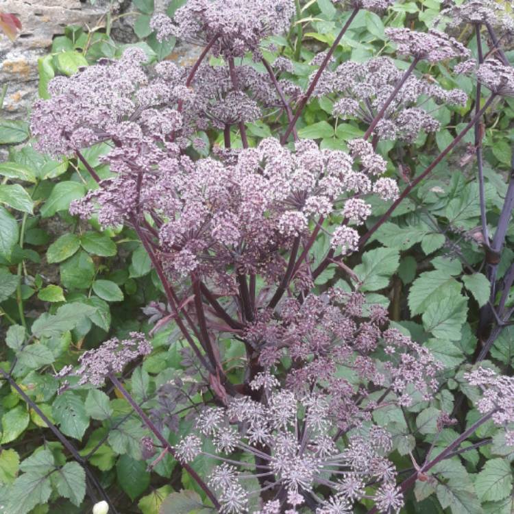 Plant image Angelica Atropurpurea