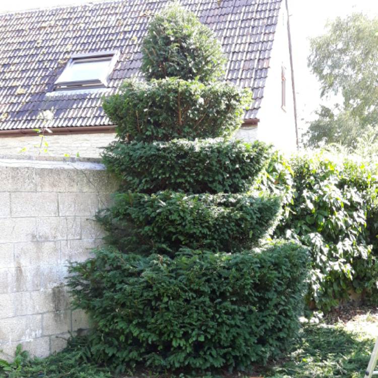 plant image 1533913