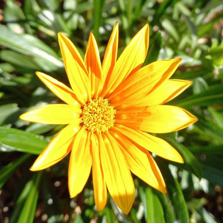 plant image 1628568