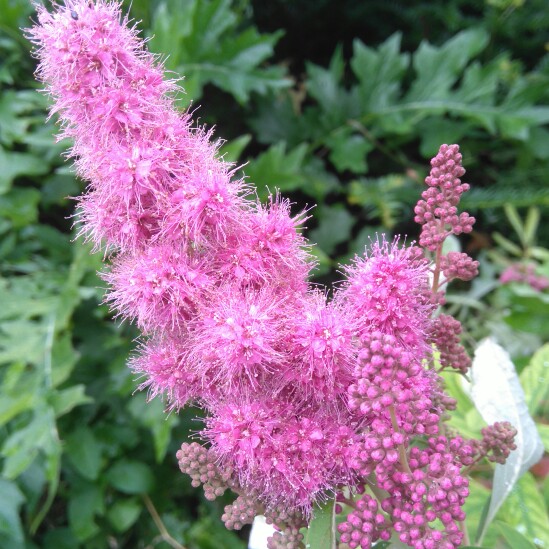 Plant image Spiraea x pseudosalicifolia 'Triumphans' syn. Spiraea x billardii 'Triumphans'