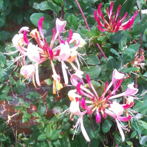 Plant image Lonicera periclymenum 'Belgica Select'