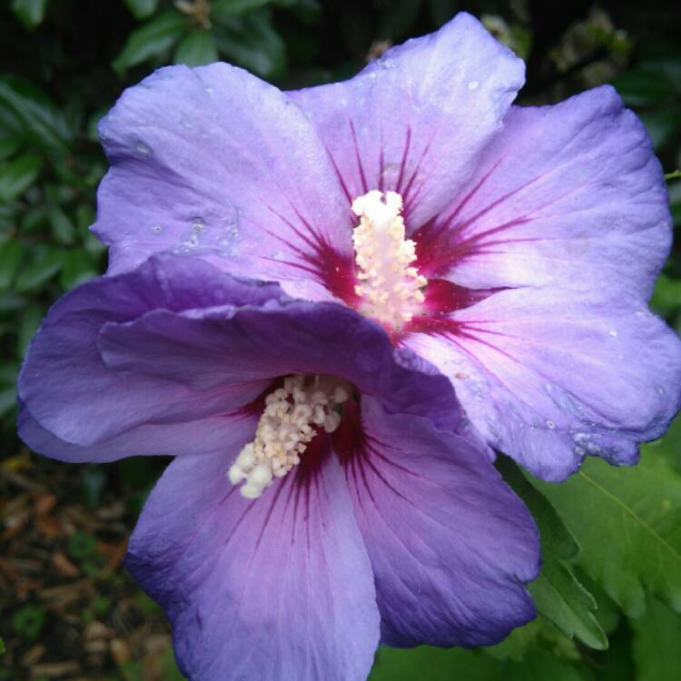 plant image 227248