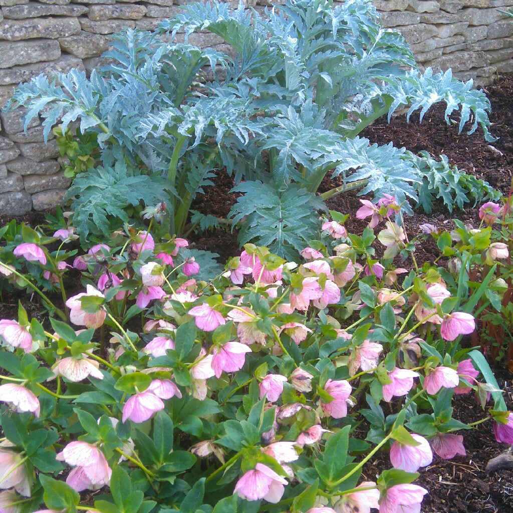 plant image 50753