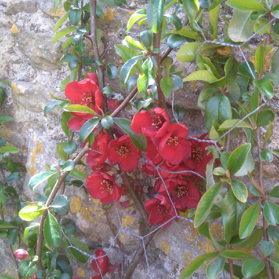 Plant image Chaenomeles japonica 'Cido'