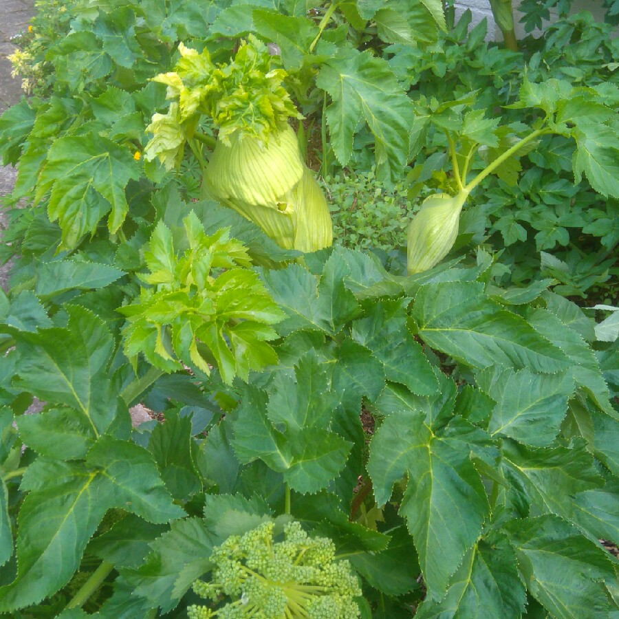 Plant image Angelica archangelica; syn Angelica officinalis