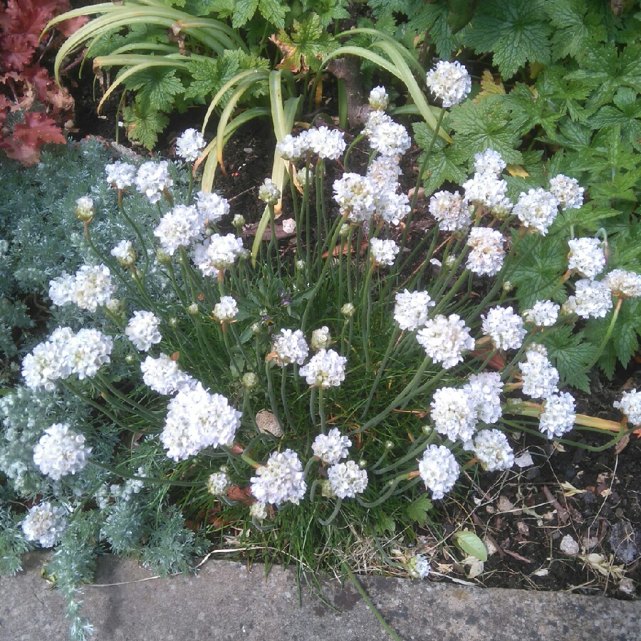 Plant image Armeria maritima 'Armada White'