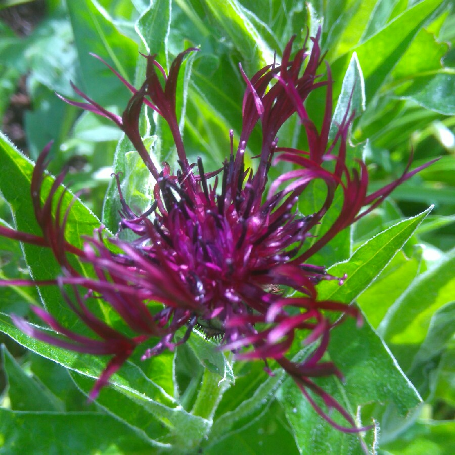 Plant image Centaurea cyanus 'Black Ball'