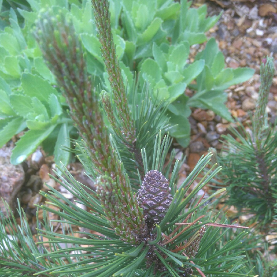 Plant image Pinus mugo 'Pumilio'