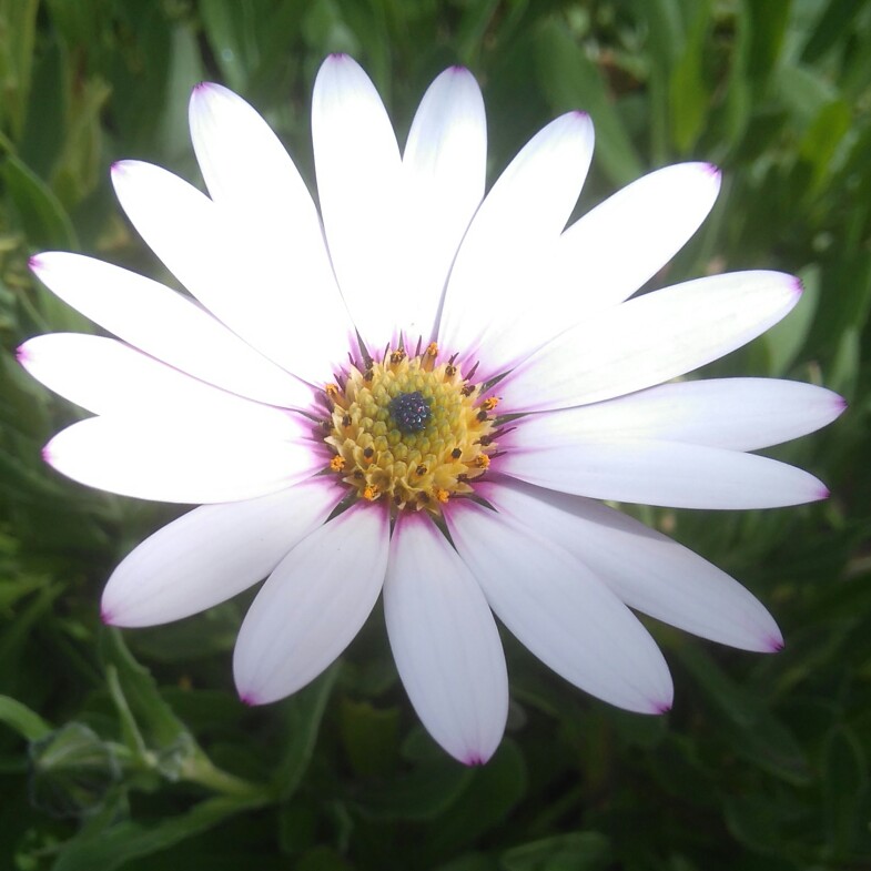 Plant image Osteospermum Ecklonis 'Akila White Purple Eye'