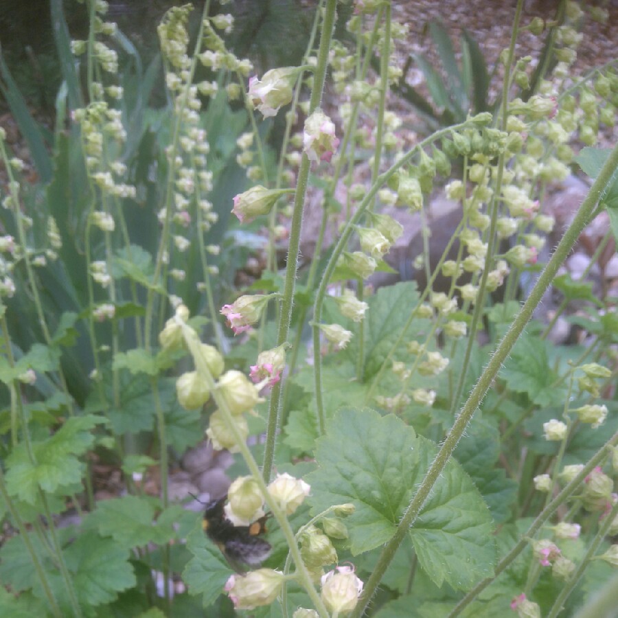 Plant image Tellima grandiflora
