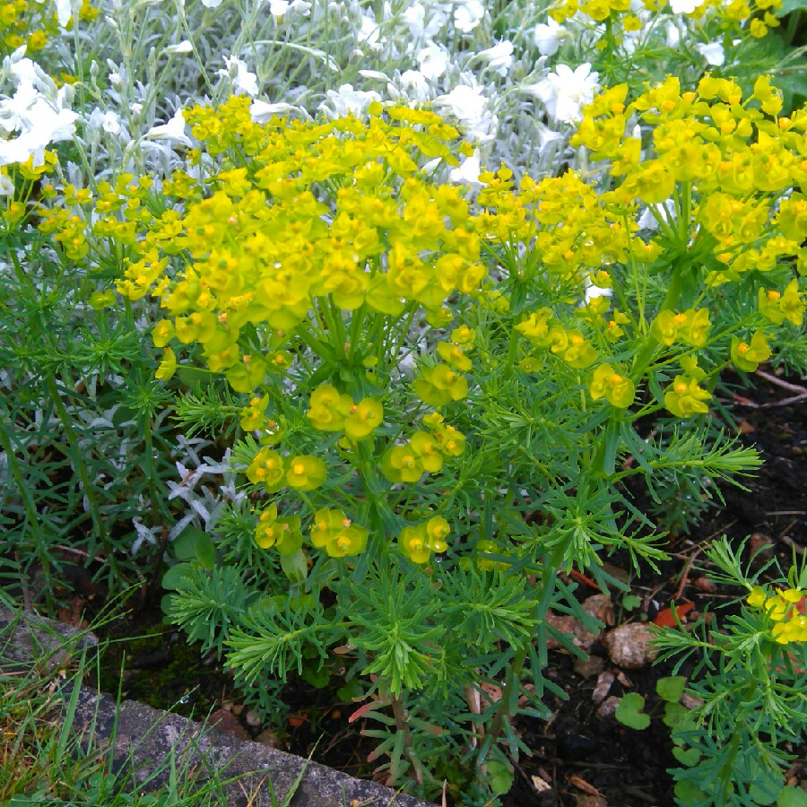 Plant image Euphorbia cyparissias 'Fen's Ruby'