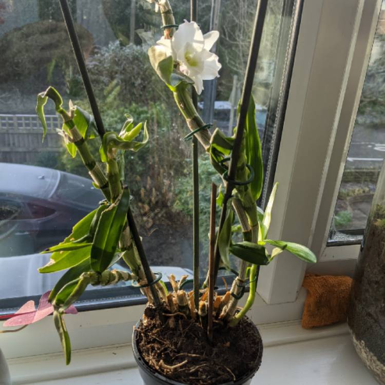 Plant image Dendrobium 'White'