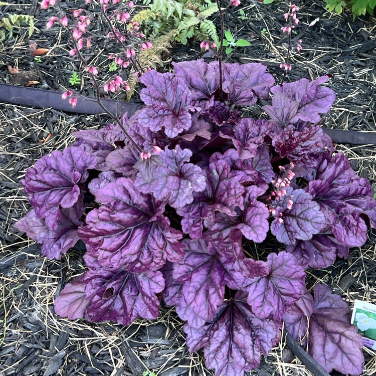 Plant image Heuchera 'Wildberry' (Dolce Series)
