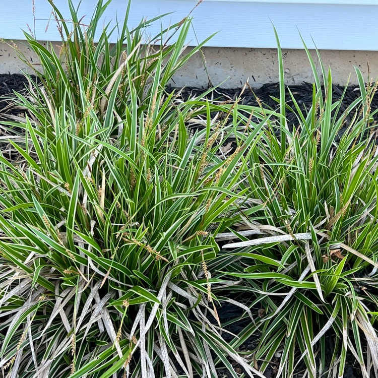 plant image 1601018