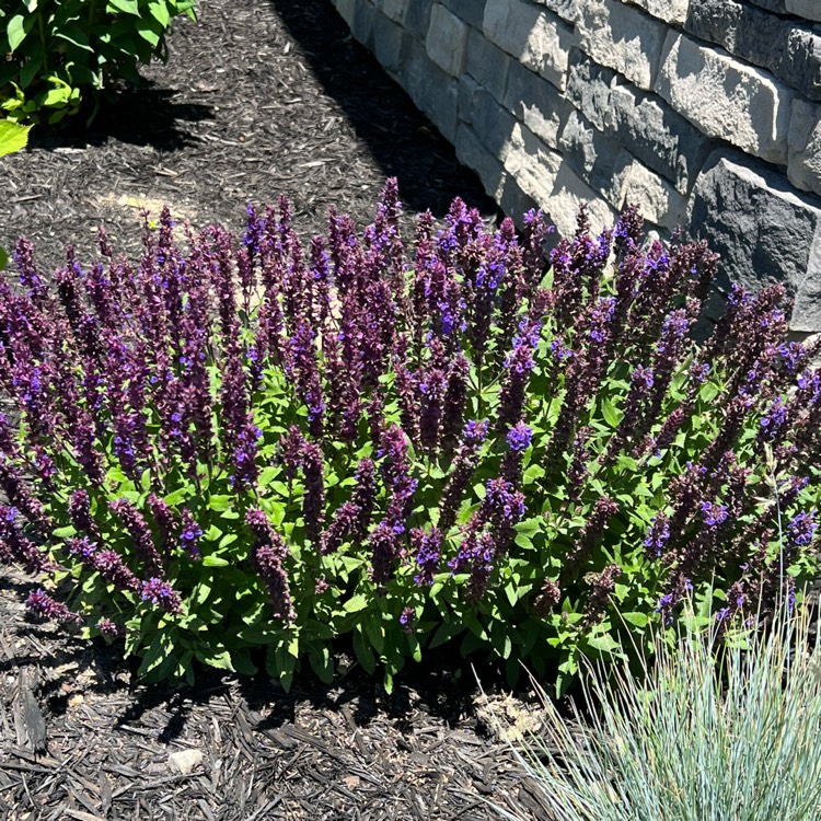 plant image 1601020 plant image 1601020