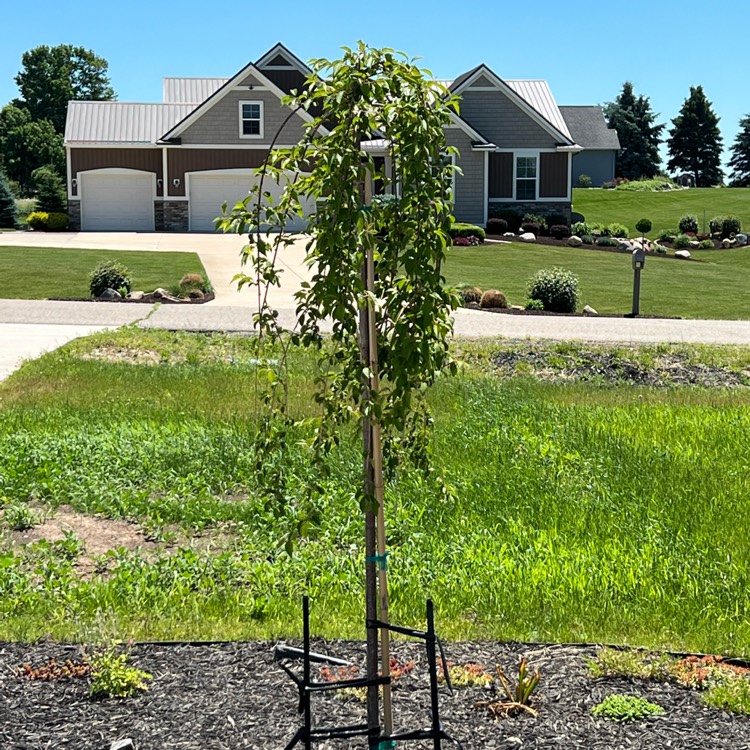 Plant image Prunus x snofozam 'Snow Fountain'