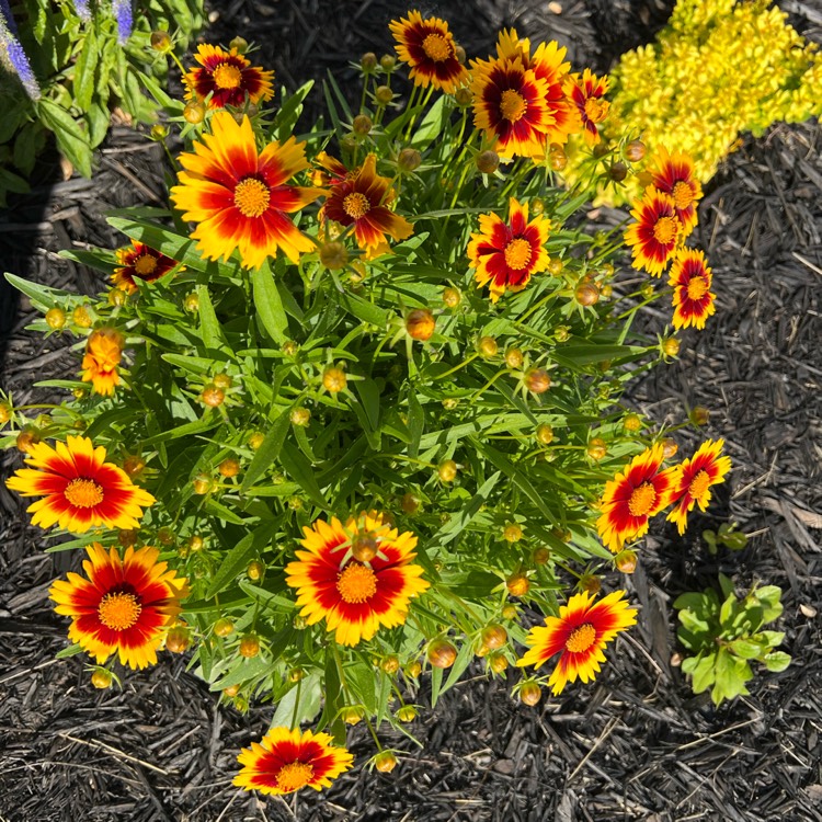 plant image 1603005