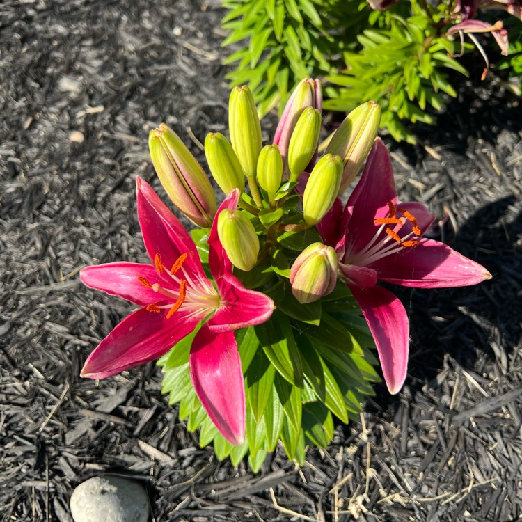 Plant image Lilium 'Tiny Pearl'