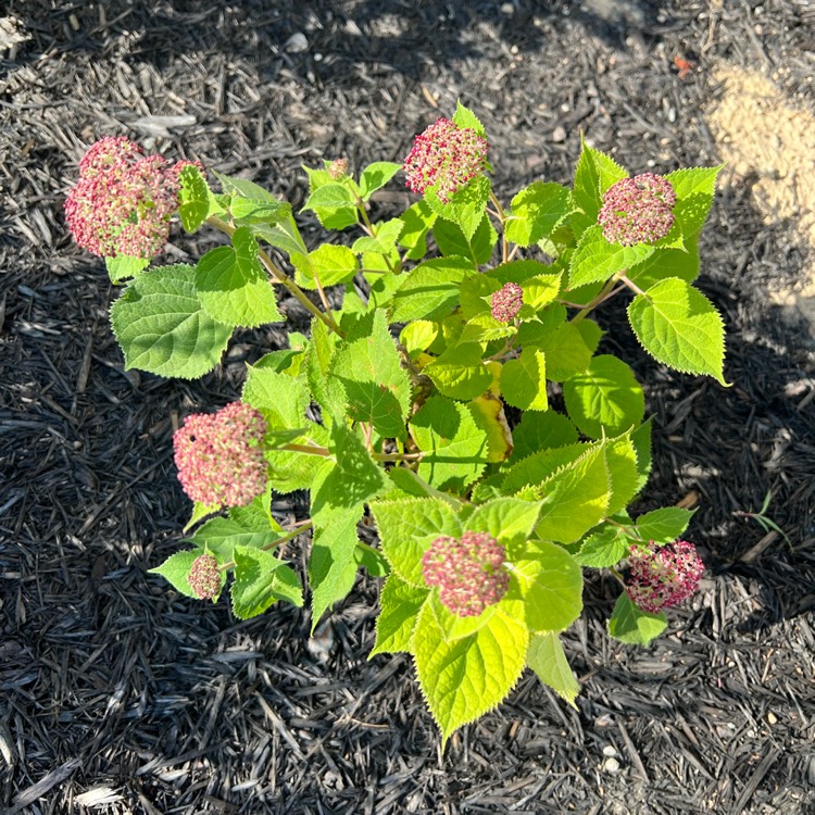 Plant image Hydrangea arborescens'NCHA4' PP28280 CBRAF