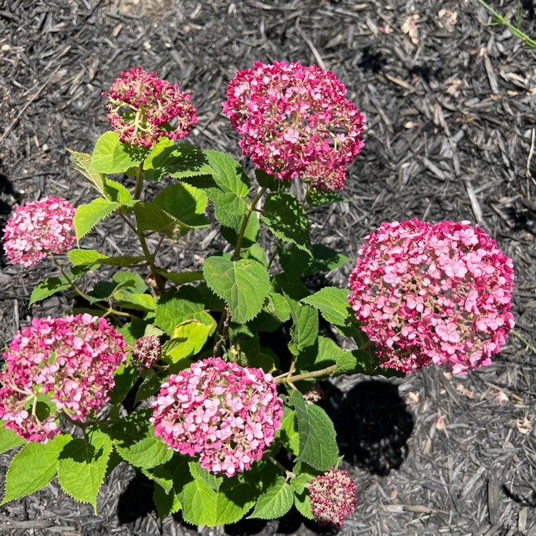 plant image 1608509