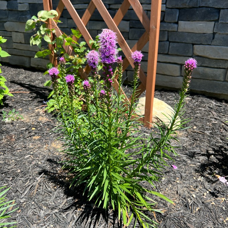 plant image 1608510 plant image 1608510