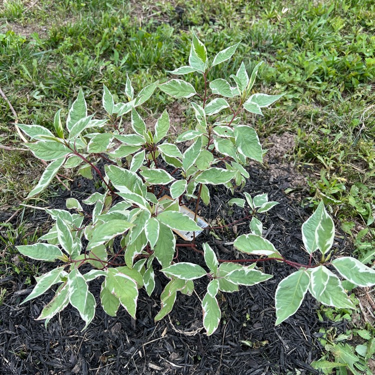 plant image 1609190