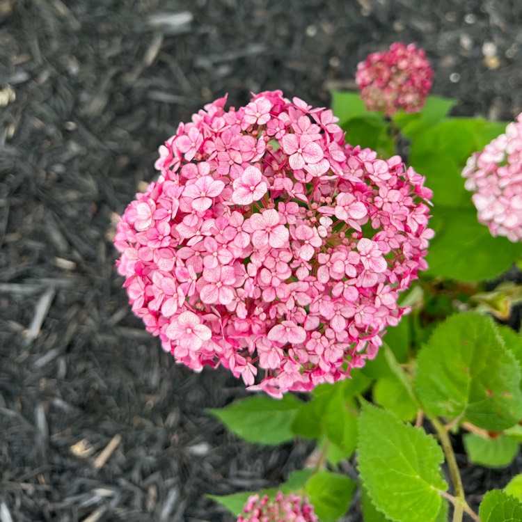 plant image 1609194
