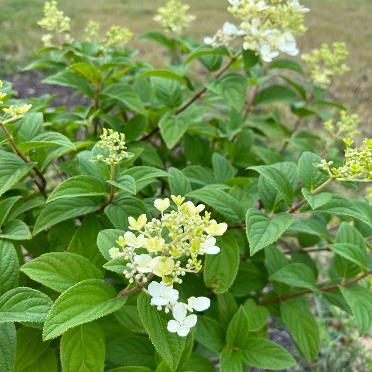 plant image 1609196